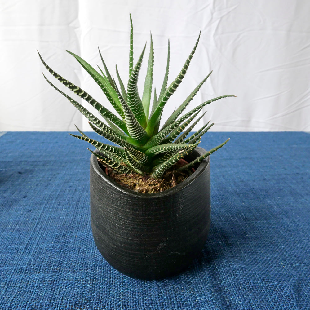 FUQUGI プランター 杉 the ETHNORTH GALLERY