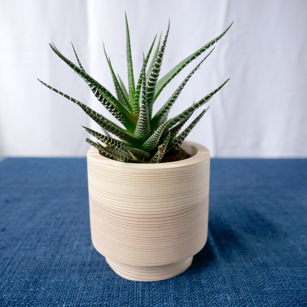 FUQUGI プランター 杉 the ETHNORTH GALLERY