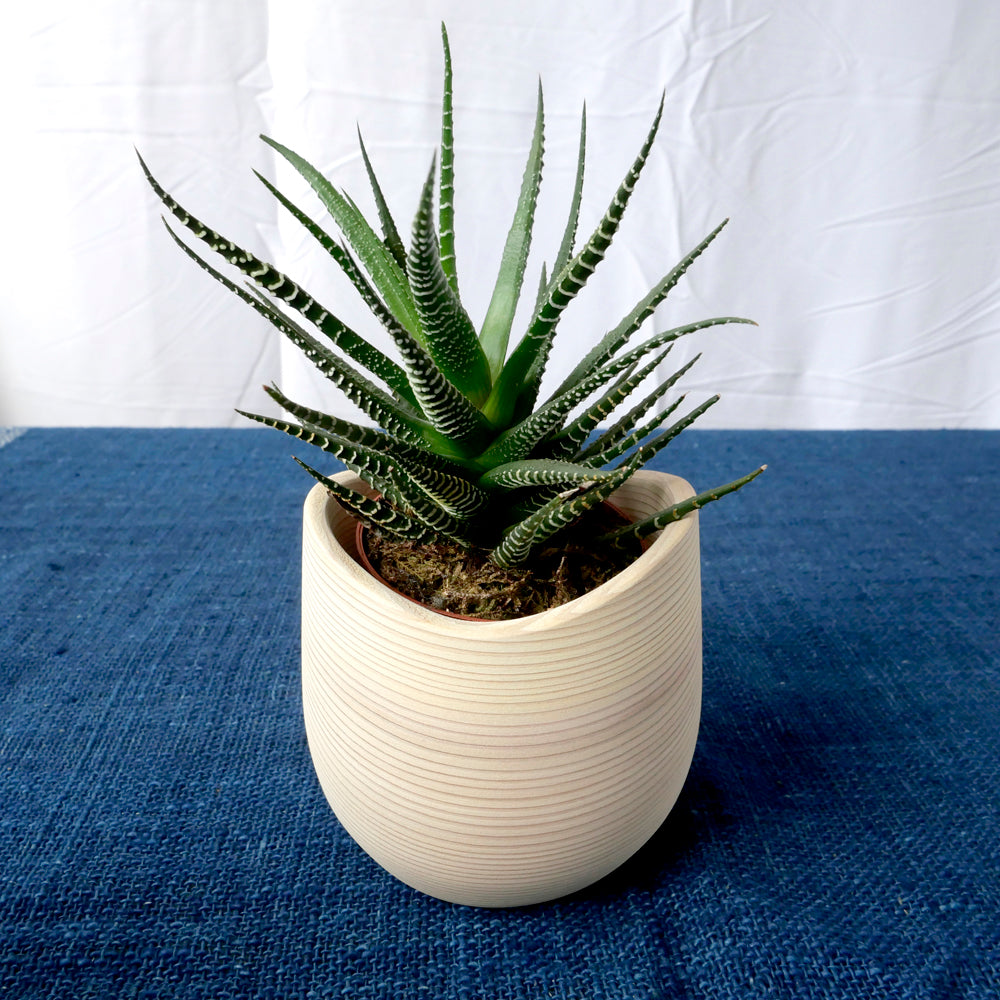 FUQUGI プランター 杉 the ETHNORTH GALLERY