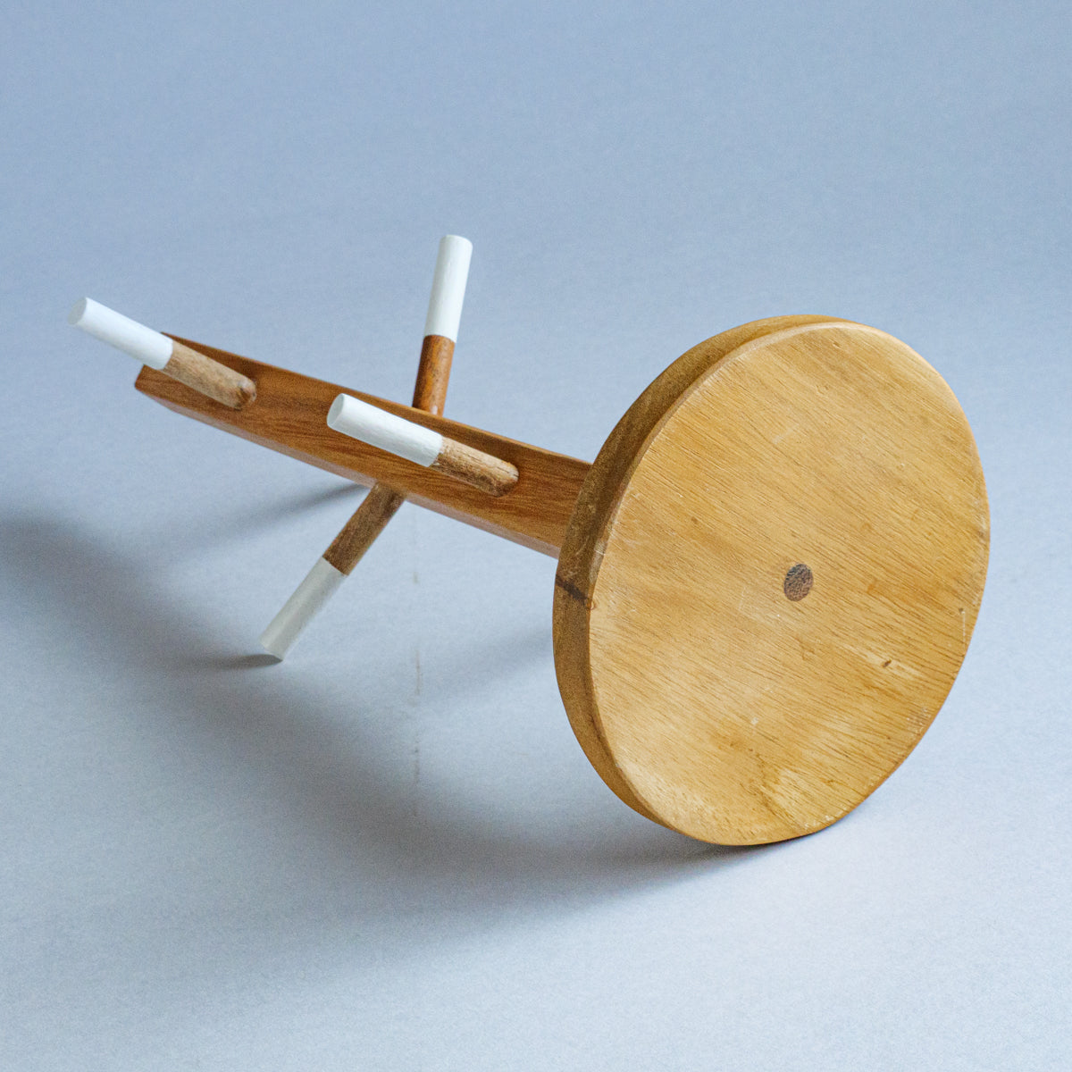 アカシアツリーディスプレイ