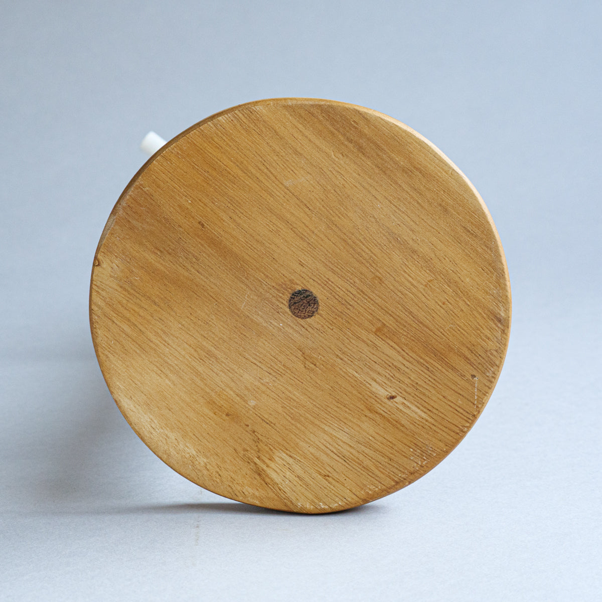 アカシアツリーディスプレイ